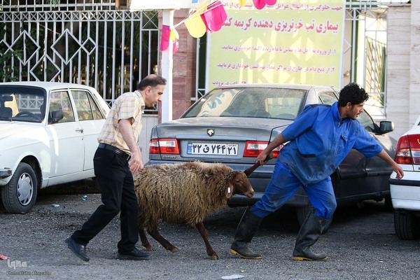 خرید و ذبح دام عید قربان در تهران