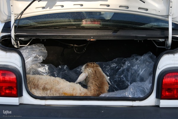 خرید و ذبح دام عید قربان در تهران