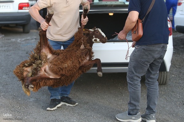 خرید و ذبح دام عید قربان در تهران
