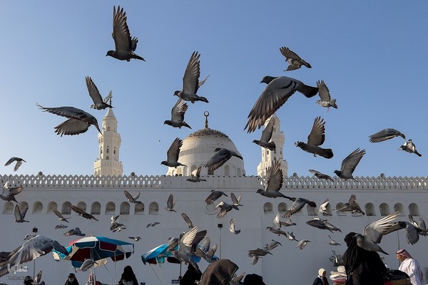 زیارت دوره زائران در مدینه منوره