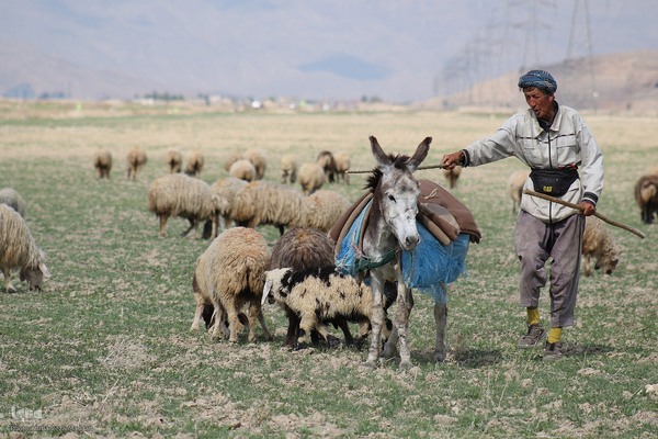 پانزدهم مهر؛ روز ملی روستا و عشایر
