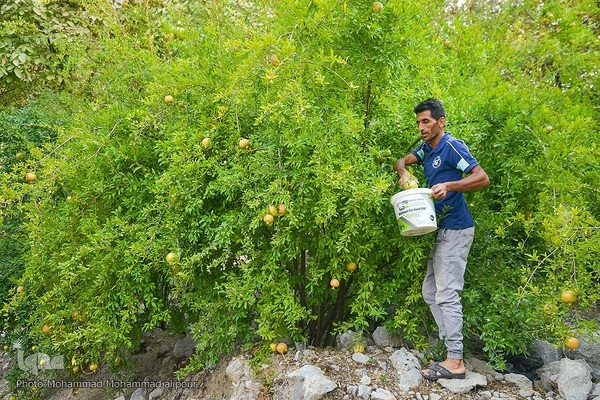 انارچینی در روستای گردشگری شیوند