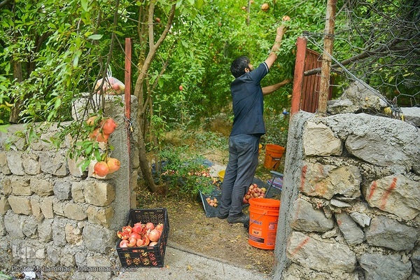 انارچینی در روستای گردشگری شیوند