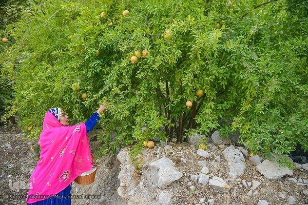 انارچینی در روستای گردشگری شیوند