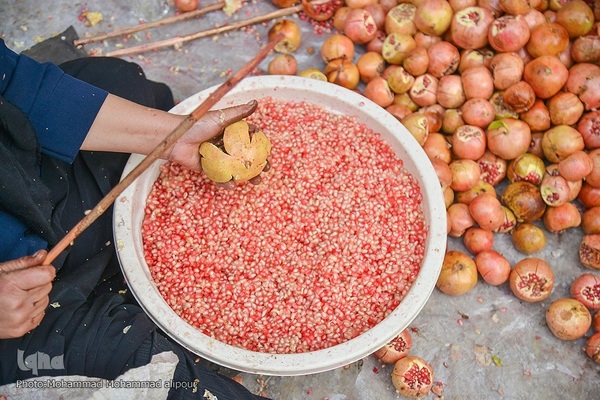 انارچینی در روستای گردشگری شیوند