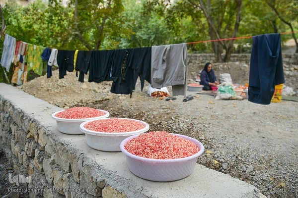 انارچینی در روستای گردشگری شیوند