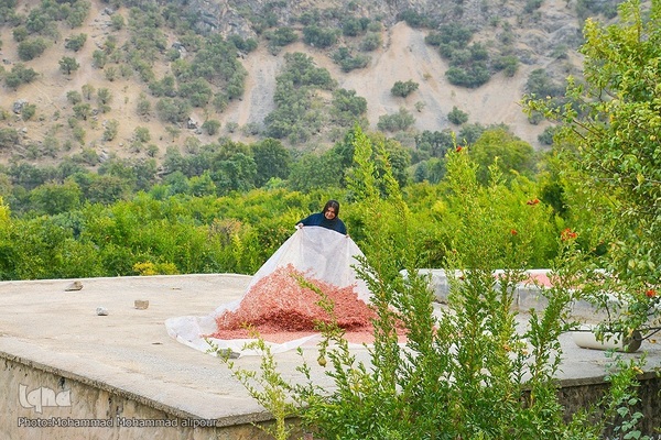 انارچینی در روستای گردشگری شیوند