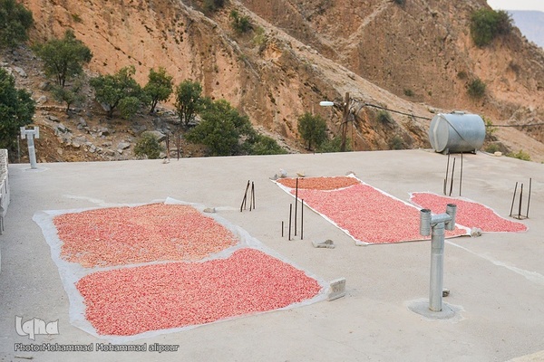 انارچینی در روستای گردشگری شیوند