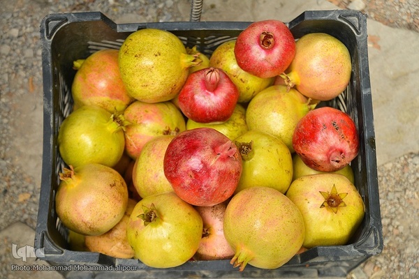 انارچینی در روستای گردشگری شیوند