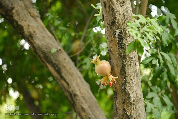 انارچینی در روستای گردشگری شیوند