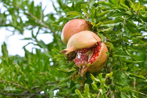 انارچینی در روستای گردشگری شیوند