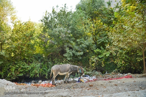 انارچینی در روستای گردشگری شیوند