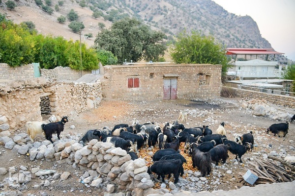 انارچینی در روستای گردشگری شیوند