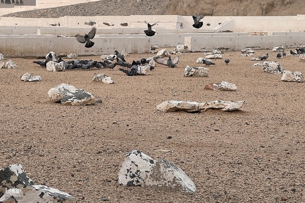 حال و هوای قبرستان ابوطالب،در روز شهادت حضرت زهرا سلام الله علیها