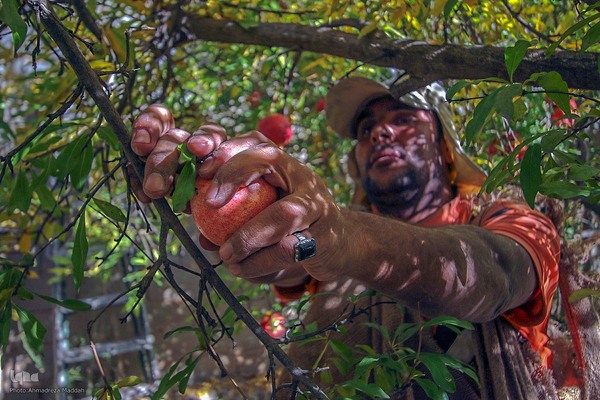 برداشت انارِ «قصردشت» شیراز‎