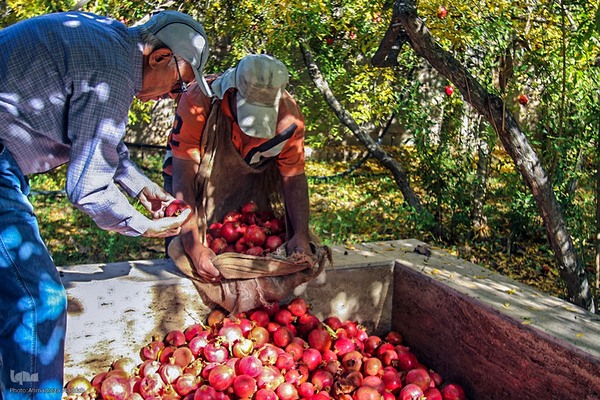برداشت انارِ «قصردشت» شیراز‎