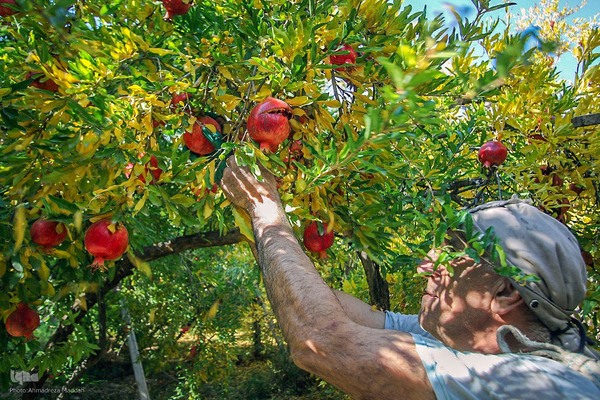 برداشت انارِ «قصردشت» شیراز‎