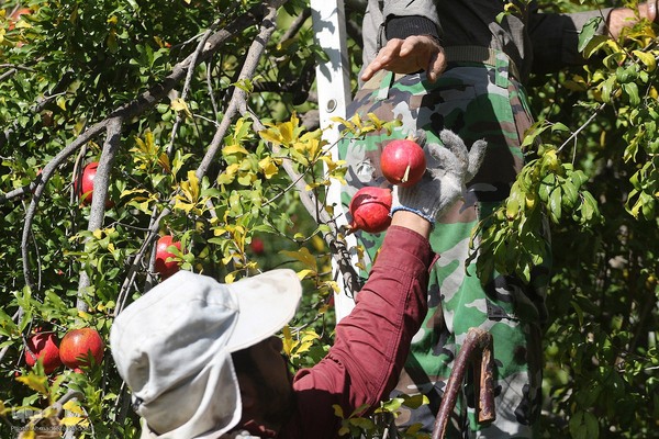 برداشت انارِ «قصردشت» شیراز‎
