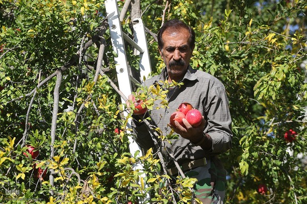 برداشت انارِ «قصردشت» شیراز‎