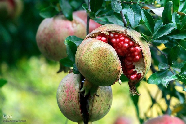 برداشت انارِ «قصردشت» شیراز‎