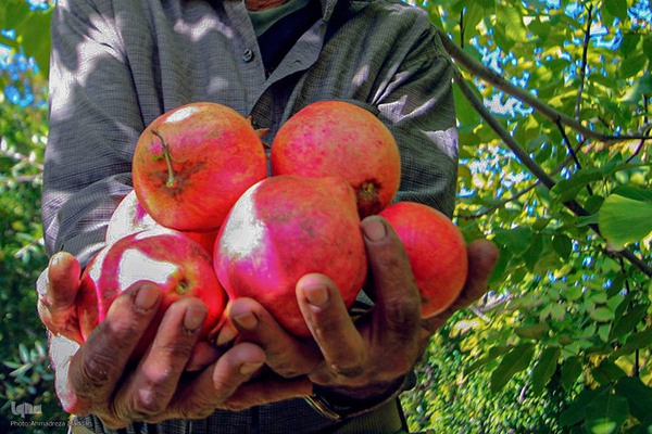 برداشت انارِ «قصردشت» شیراز‎