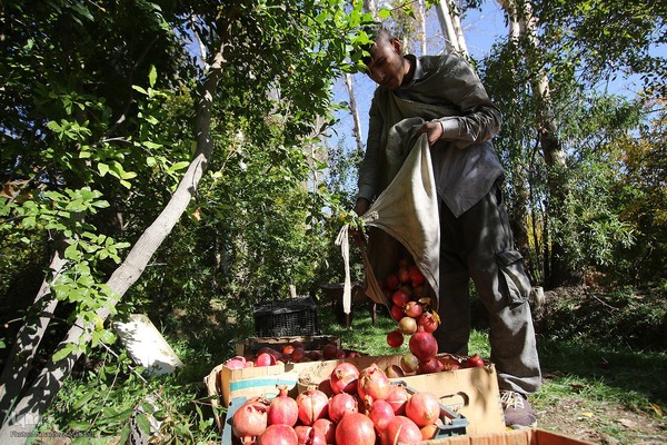 برداشت انارِ «قصردشت» شیراز‎