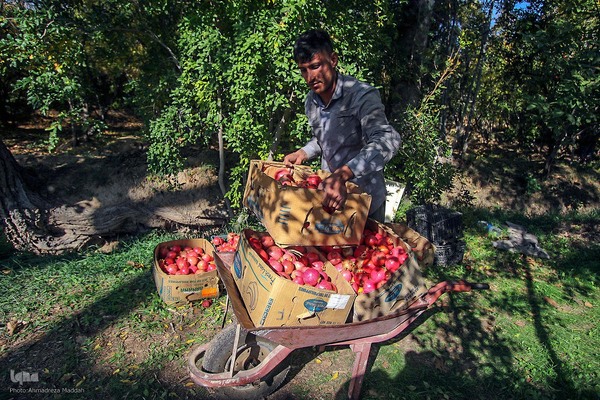 برداشت انارِ «قصردشت» شیراز‎