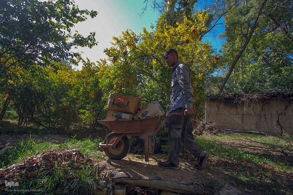 برداشت انارِ «قصردشت» شیراز‎