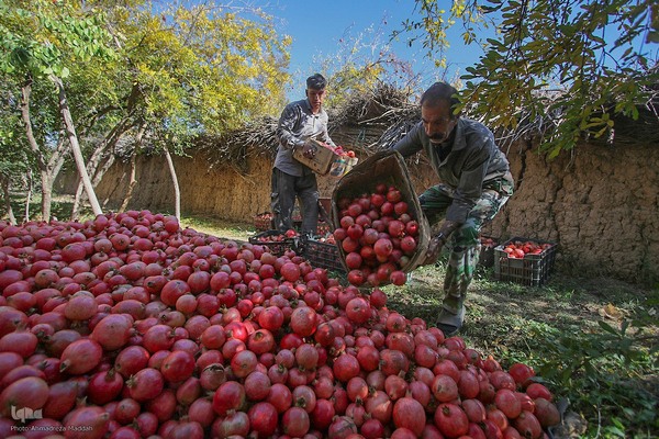 برداشت انارِ «قصردشت» شیراز‎