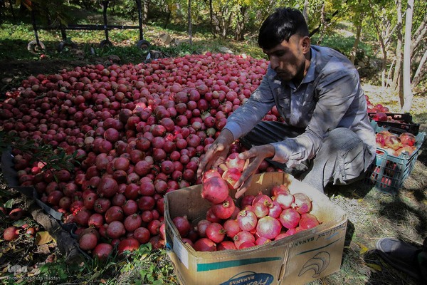 برداشت انارِ «قصردشت» شیراز‎