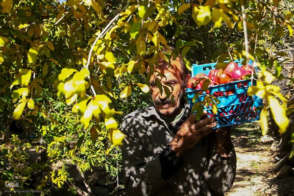 برداشت انارِ «قصردشت» شیراز‎