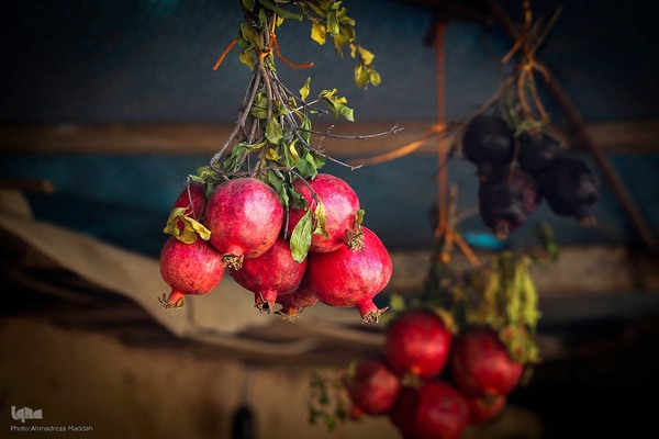 برداشت انارِ «قصردشت» شیراز‎