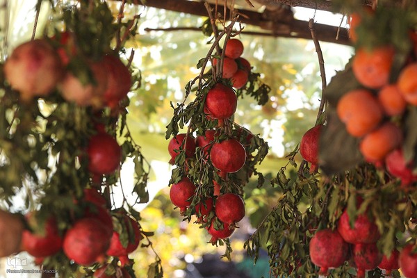 برداشت انارِ «قصردشت» شیراز‎