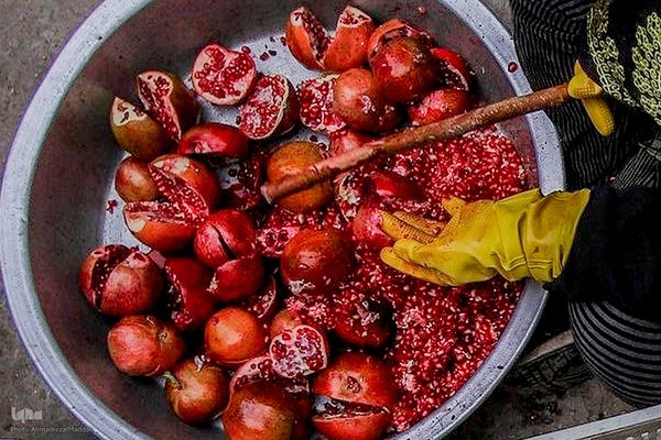 برداشت انارِ «قصردشت» شیراز‎