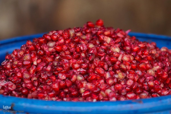 برداشت انارِ «قصردشت» شیراز‎