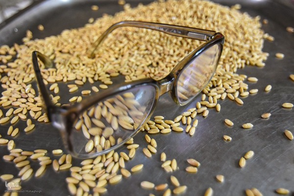 آیین سنتی سمنوپزان در سمنان