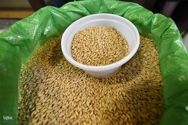 آیین سنتی سمنوپزان در سمنان