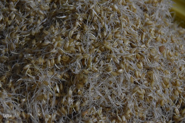 آیین سنتی سمنوپزان در سمنان