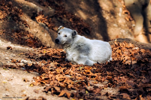 طبیعت پاییزی روستای قلات شیراز