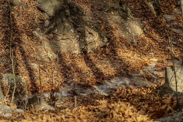 طبیعت پاییزی روستای قلات شیراز