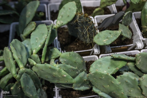 مراسم افتتاحیه چهارمین نمایشگاه دستاوردهای نهاد وقف