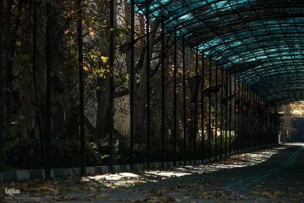 آخرین روزهای برگ‌ریزان دانشگاه تهران