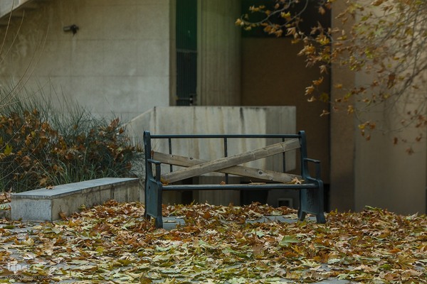 آخرین روزهای برگ‌ریزان دانشگاه تهران