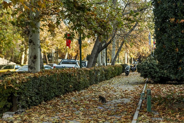 آخرین روزهای برگ‌ریزان دانشگاه تهران