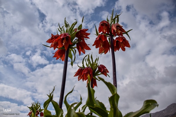 دشت لاله‌های واژگون کوهرنگ