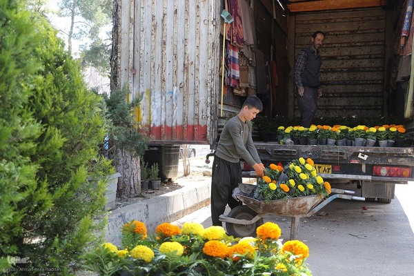 بازار گل شیراز‎‎ در آستانه سال نو