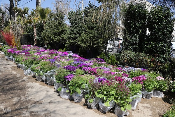 بازار گل شیراز‎‎ در آستانه سال نو