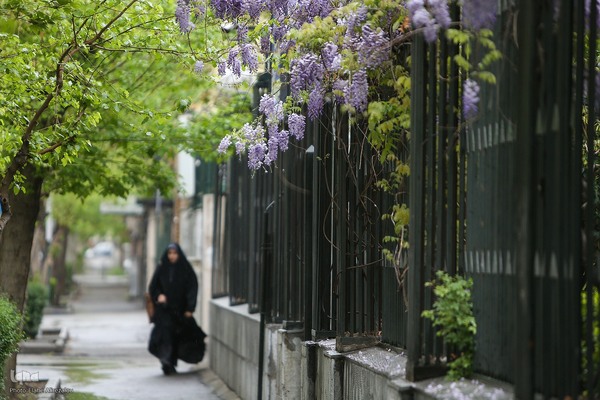 ترنم باران بهاری بر چهره شهر
