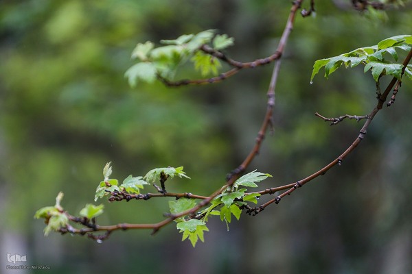 ترنم باران بهاری بر چهره شهر