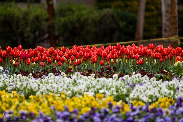 ترنم باران بهاری بر چهره شهر